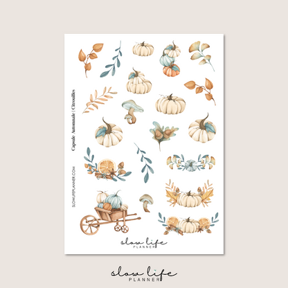 Capsule Automnale / Citrouilles